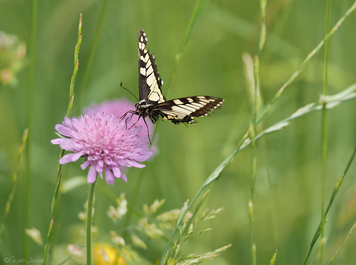 Mitten in der Wiese