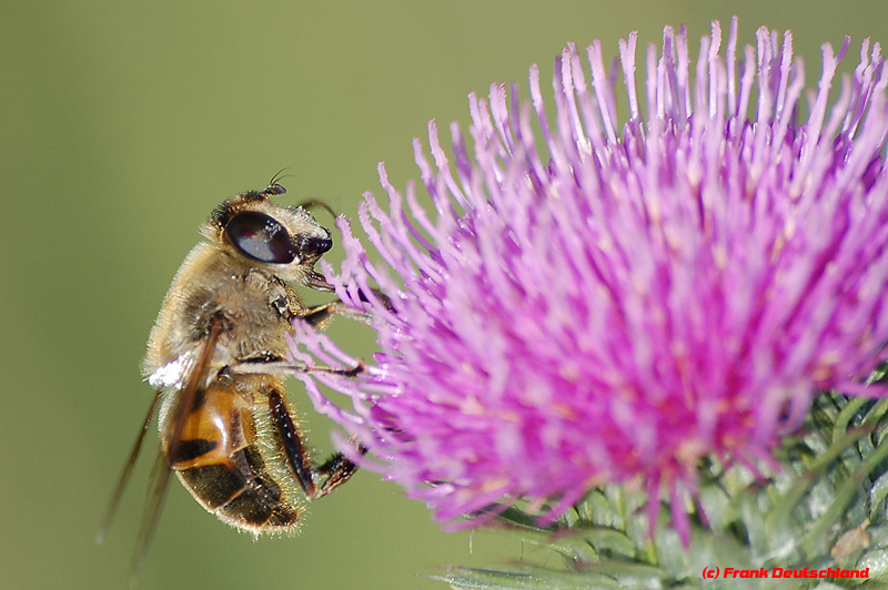 Biene bei der Arbeit