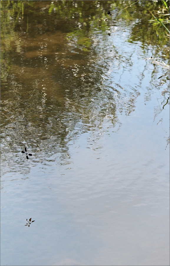 der Blauflügelschatten