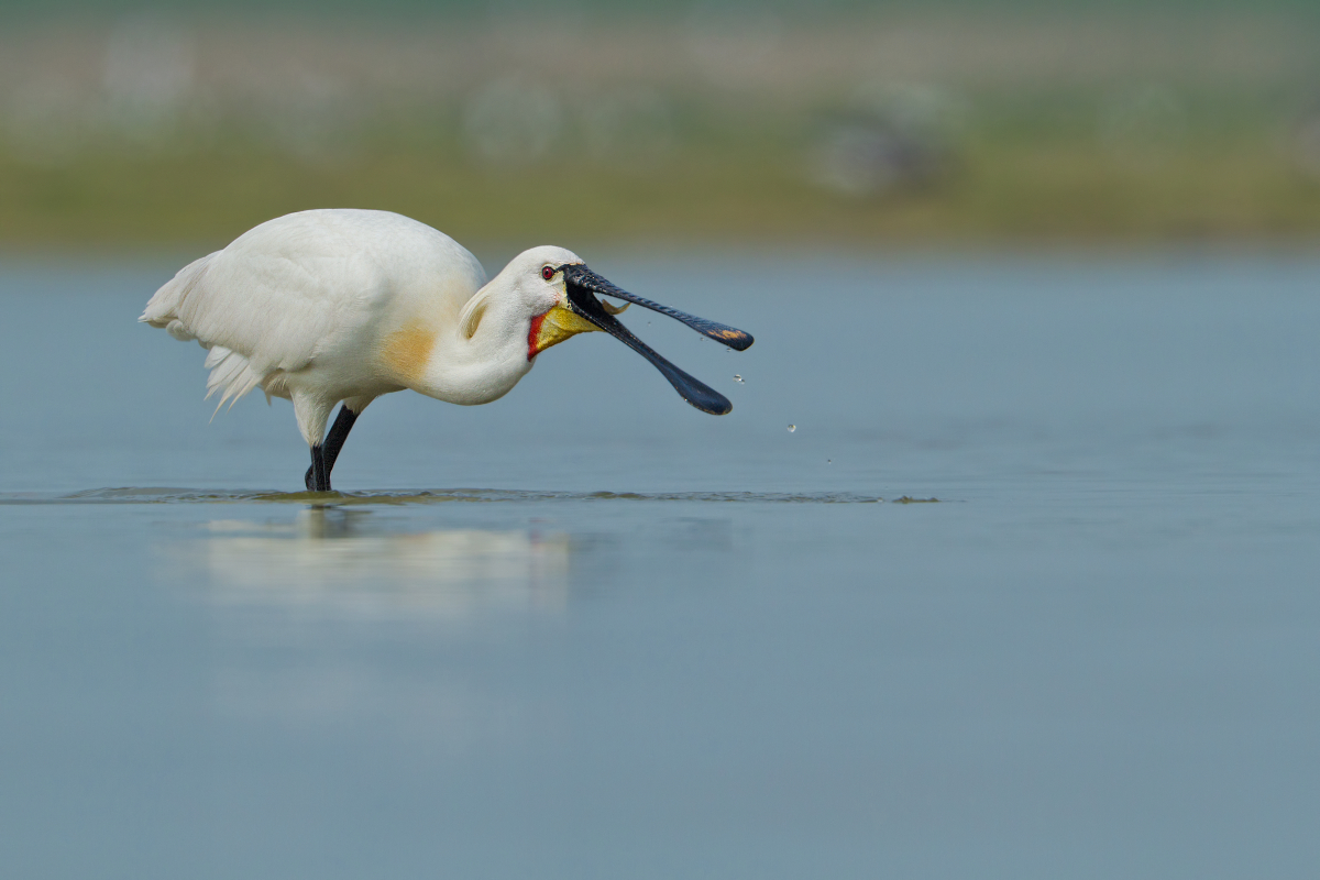 ~Löffler (Platalea leucorodia)~