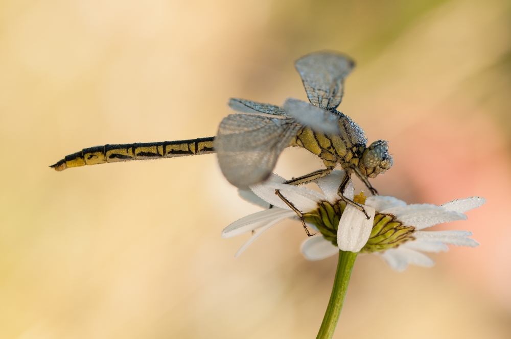 Keiljungfer auf Margerite