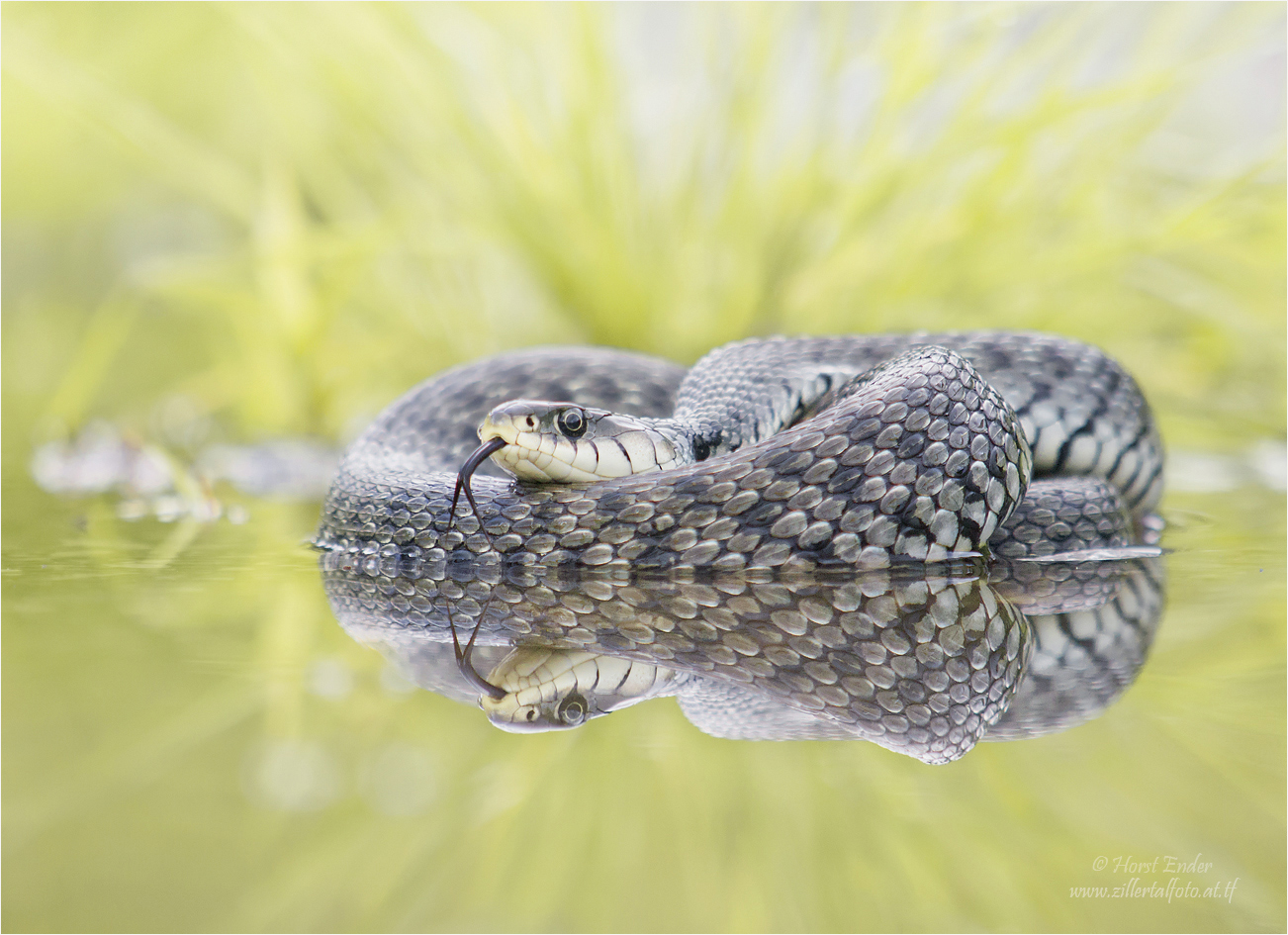 Natrix Helvetica