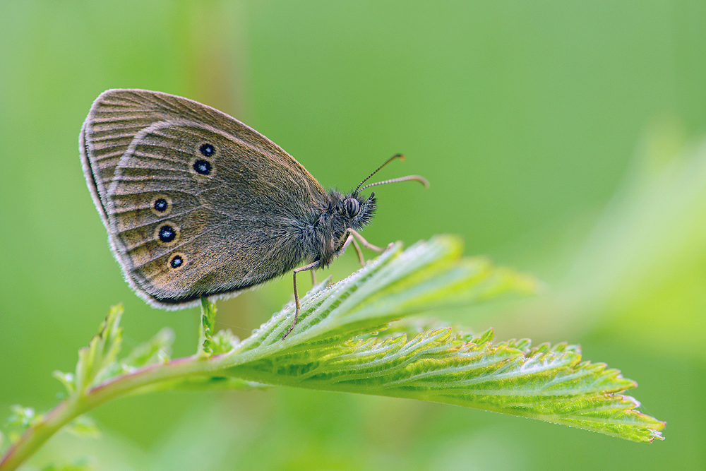 Brauner Waldvogel