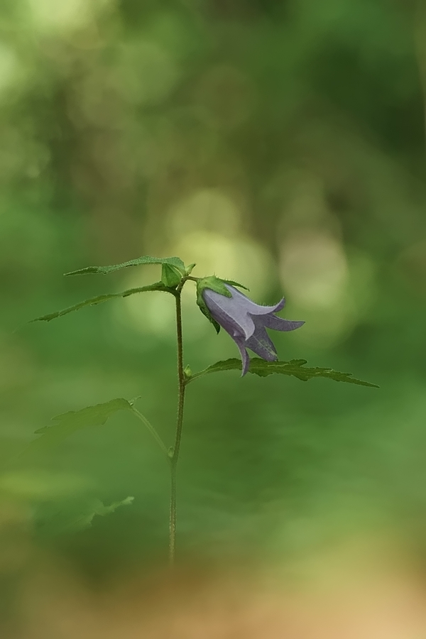 Glockenblume