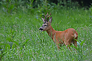 Hoffentlich überlebt er die Jagdsaison.