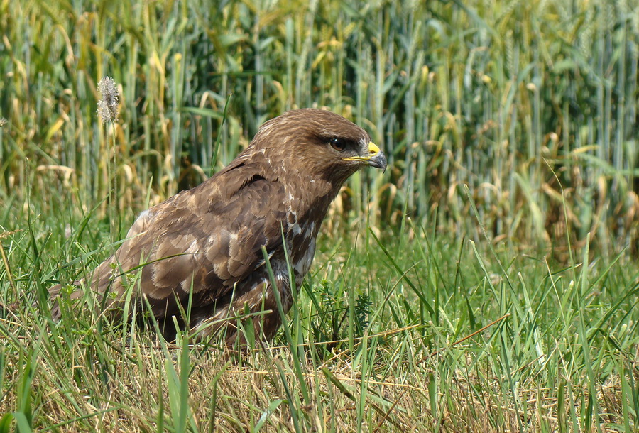 Mäusebussard