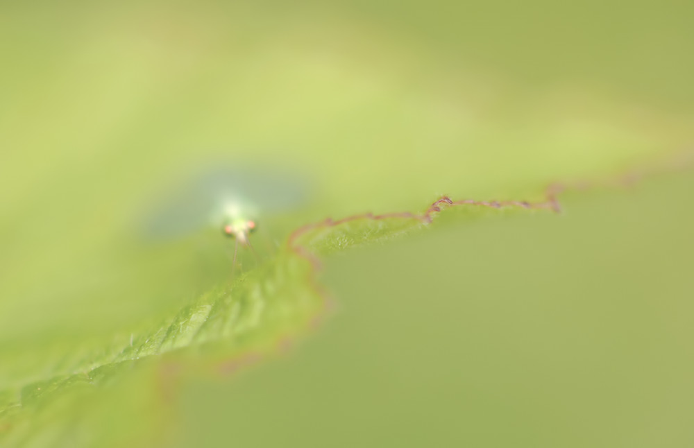 Augen-Blick