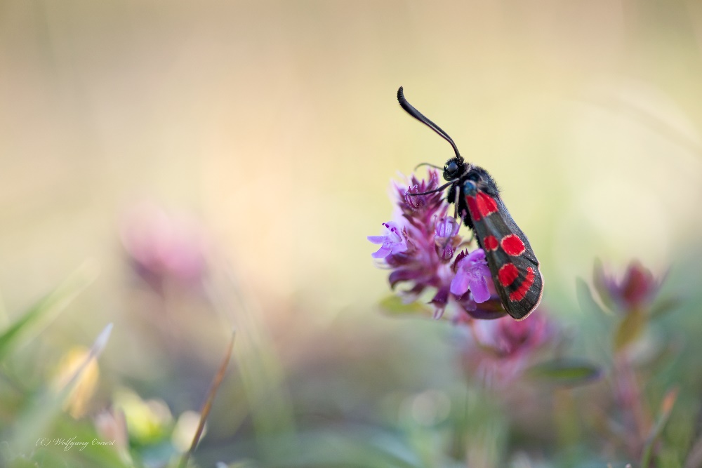 Zygaena carniolica