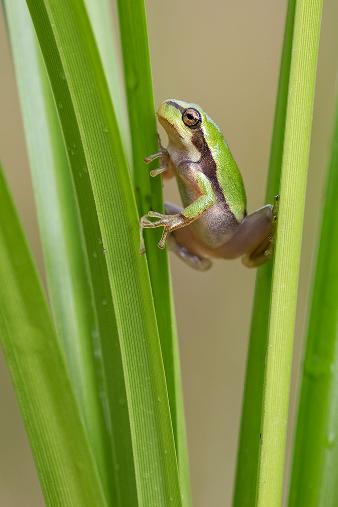 Der Laubfrosch