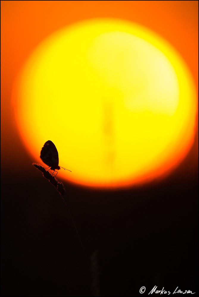 Sonnenaufgang auf der Schmetterlingswiese