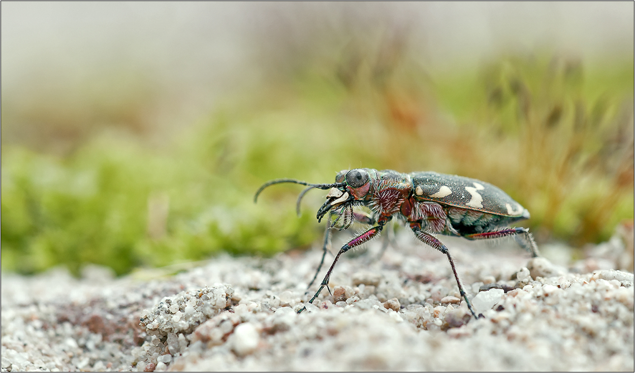 "Dünenpredator"