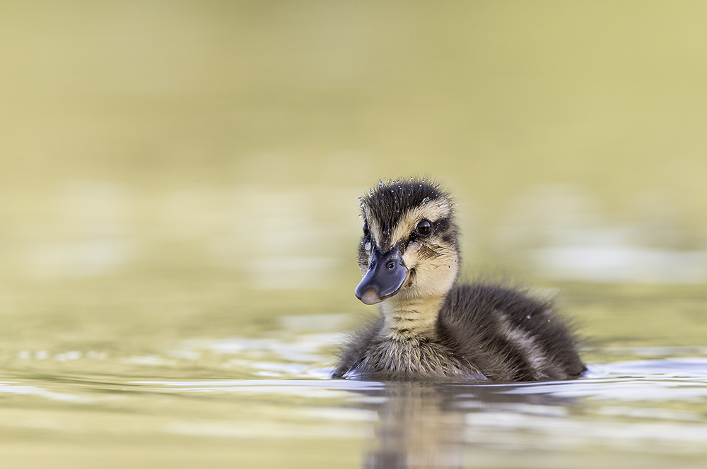 Nachwuchs bei den Enten