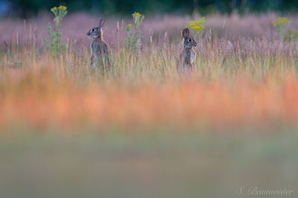 Wildkaninchen Paradies