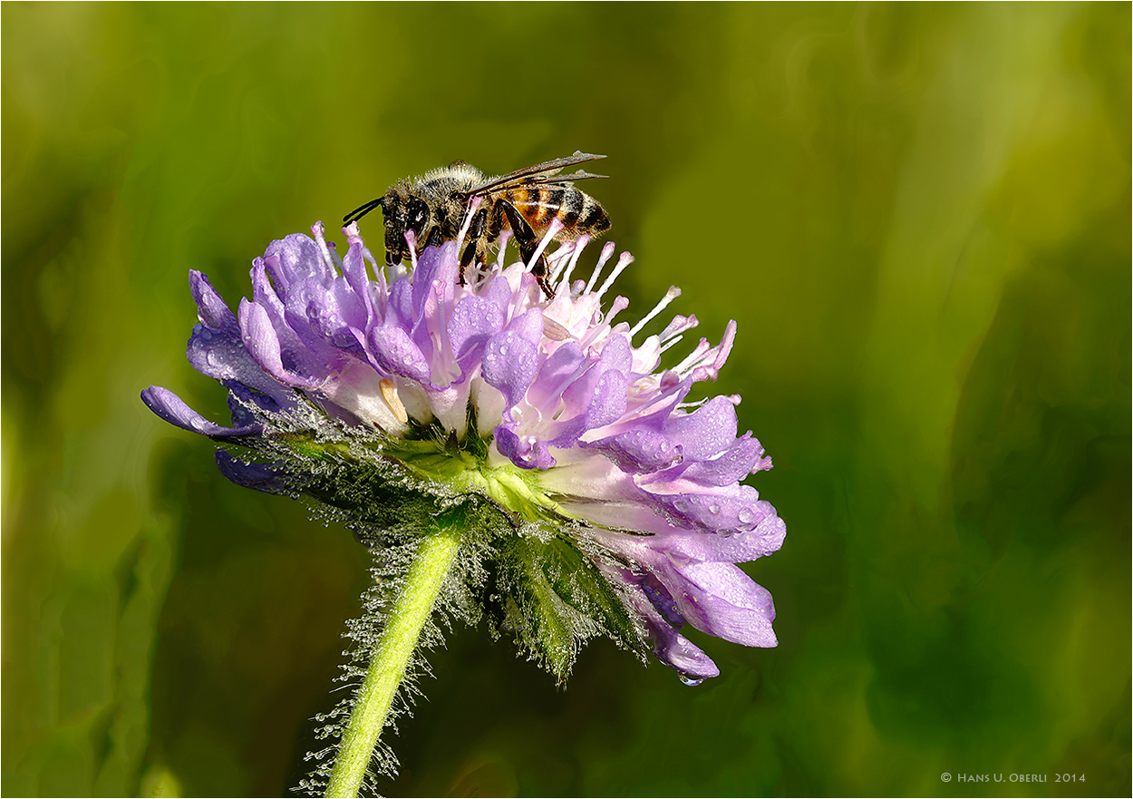 Biene auf Blüte