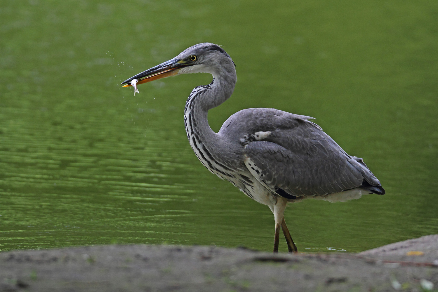 Kleine Fische....