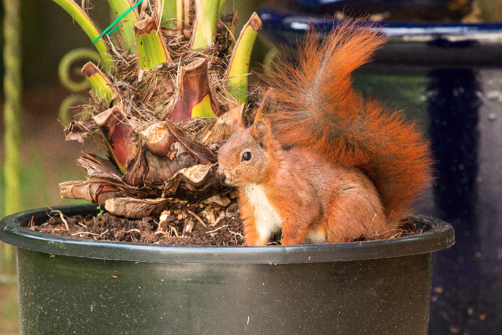 Eichhörnchen im Blumentopf