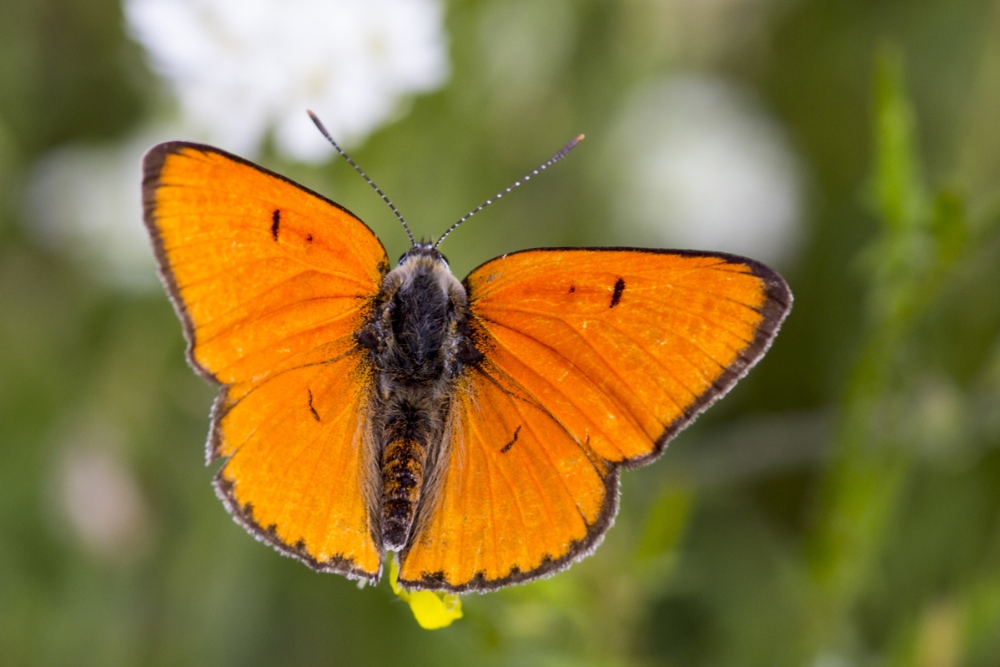 Großer Feuerfalter (Lycaena dispar)