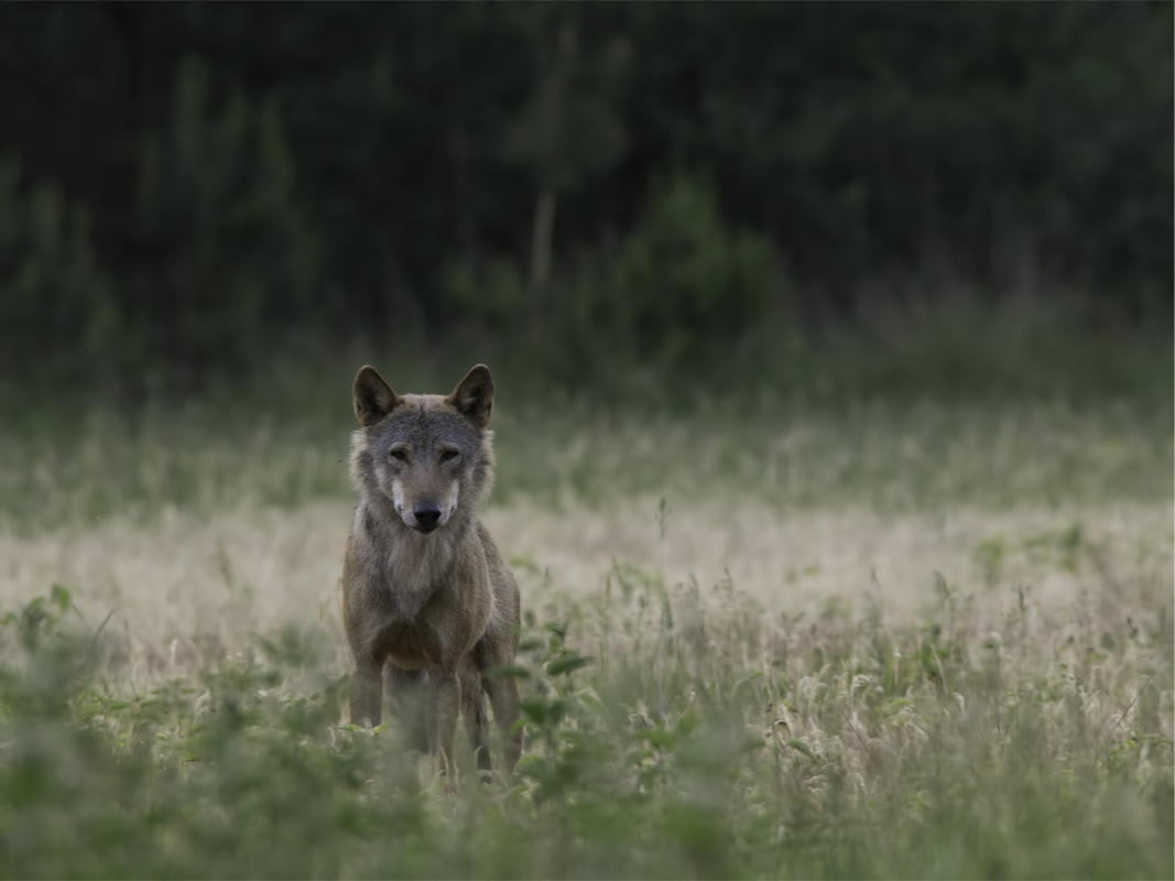 Wolfsvater