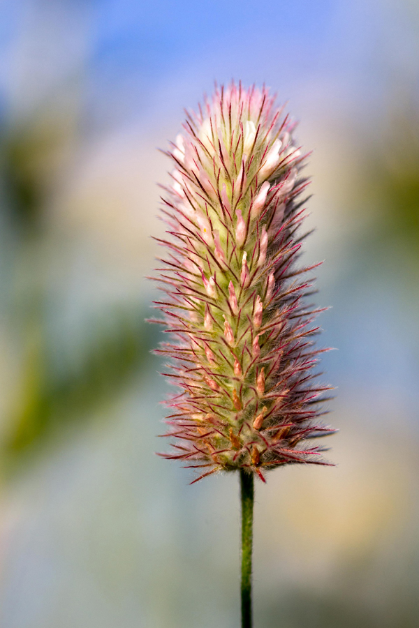 Hasen - Klee ( Trifolium arvense )