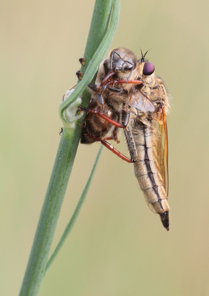 Echthistus rufinervis