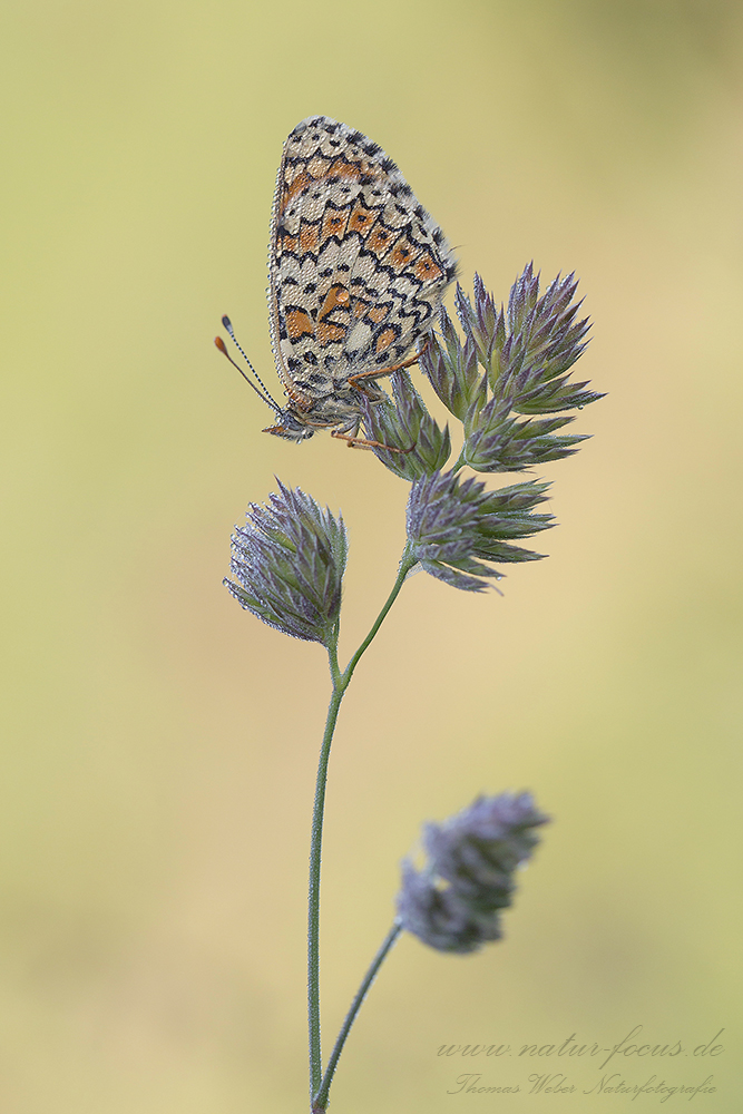 Scheckenfalter (Melitaeinae)