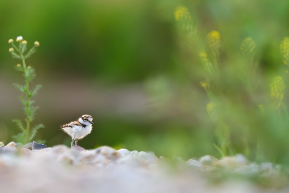 ~ flauschige Mini