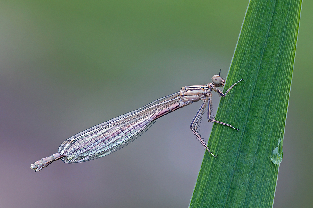 Blaue Fedelibelle / Platycnemis pennipes, junges Weibchen