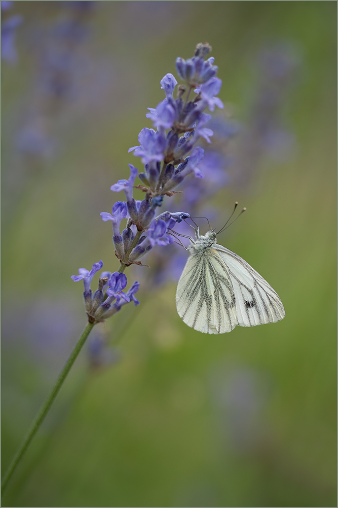 Im Lavendel