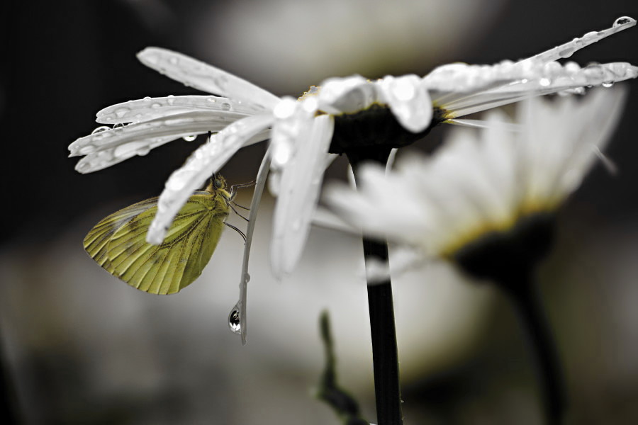 unterm Margeritendach