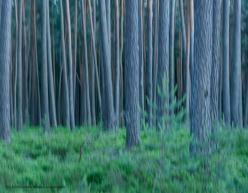 Wald-Wischer