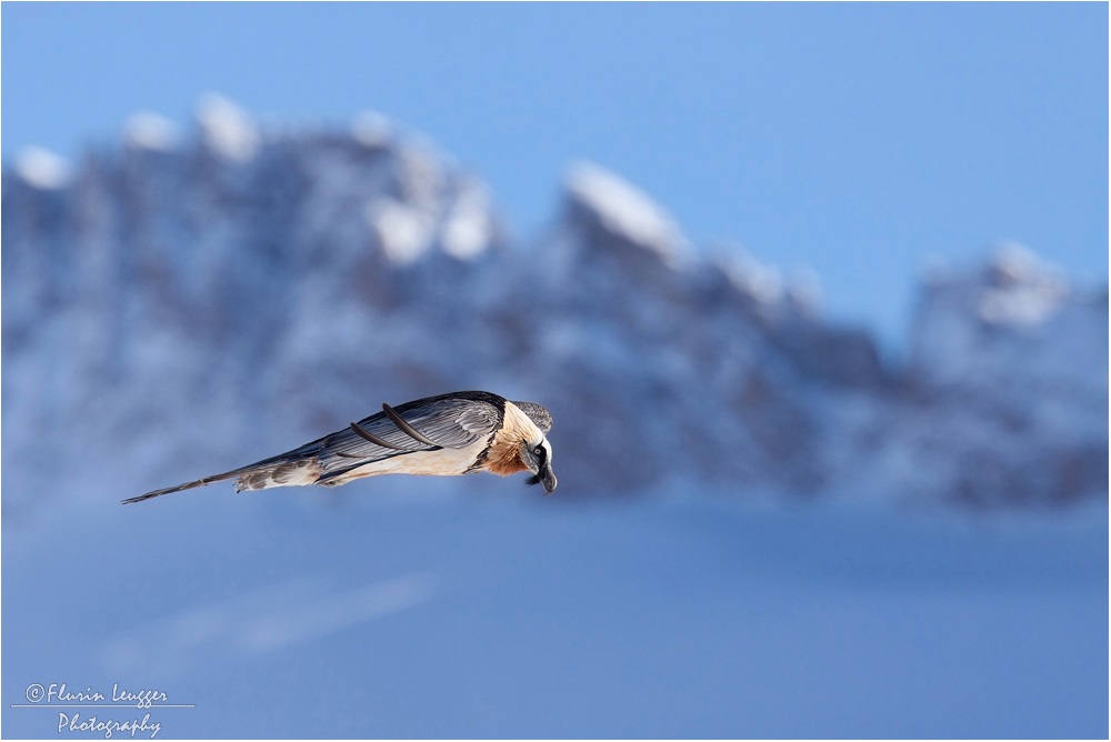 ~ Gleitflug ~