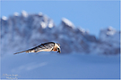 ~ Gleitflug ~