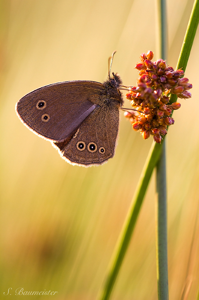 Aphantopus hyperantus