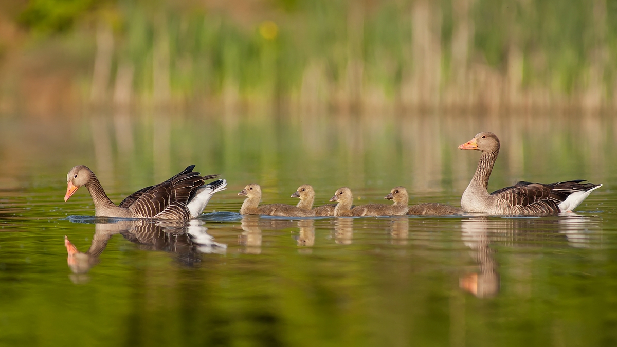 Graugansfamilie