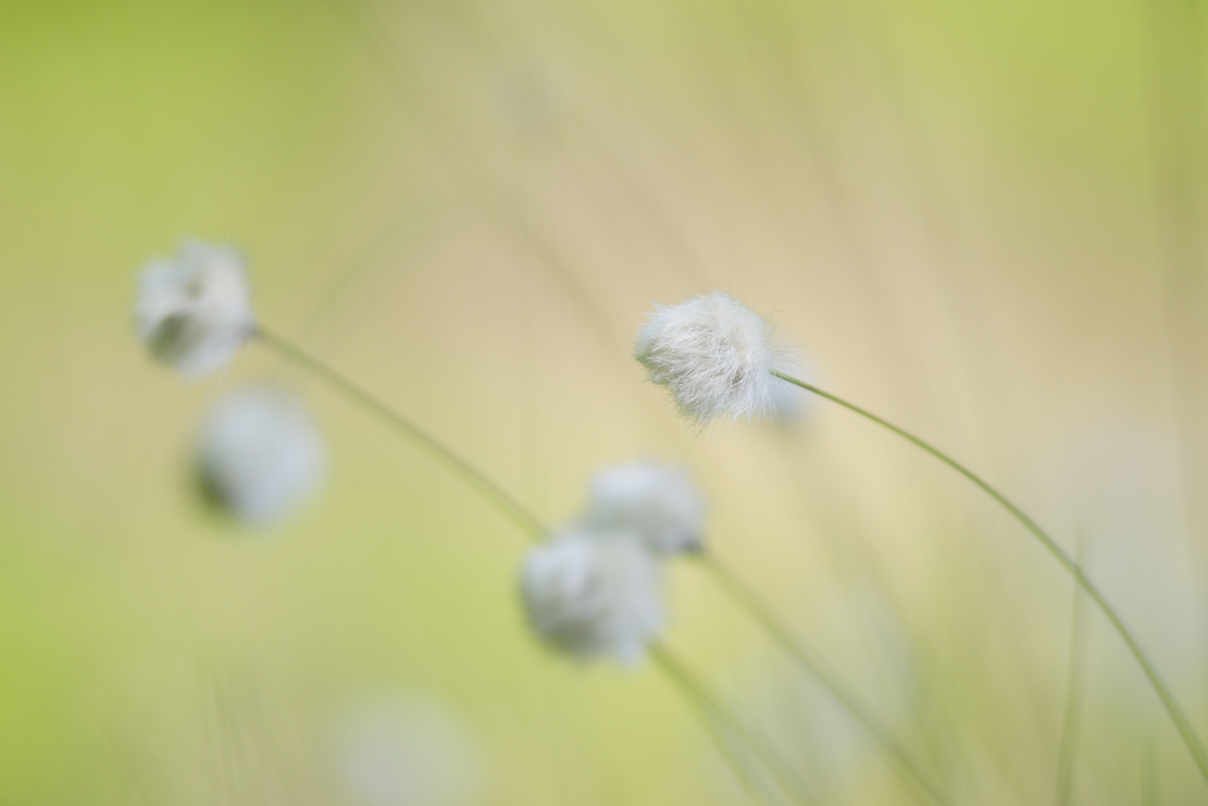 Scheiden-Wollgras (eriophorum vaginatum)