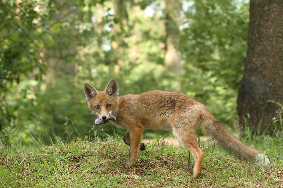 Fuchsbild Fuchsbild