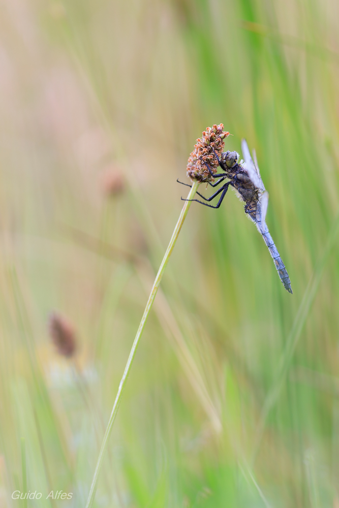 Großer Blaupfeil in der Wiese