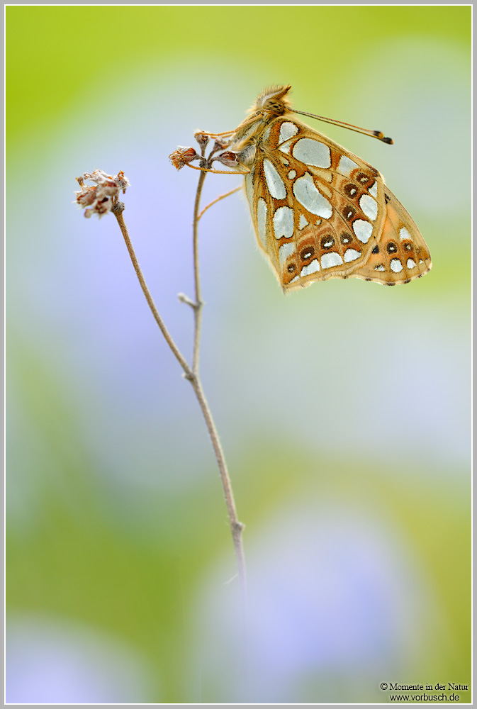 Kleiner Perlmutterfalter (Argynnis lathonia)
