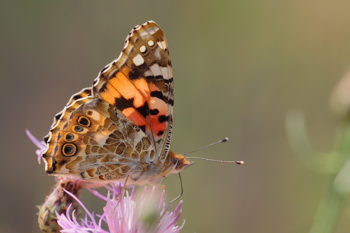 Vanessa cardui