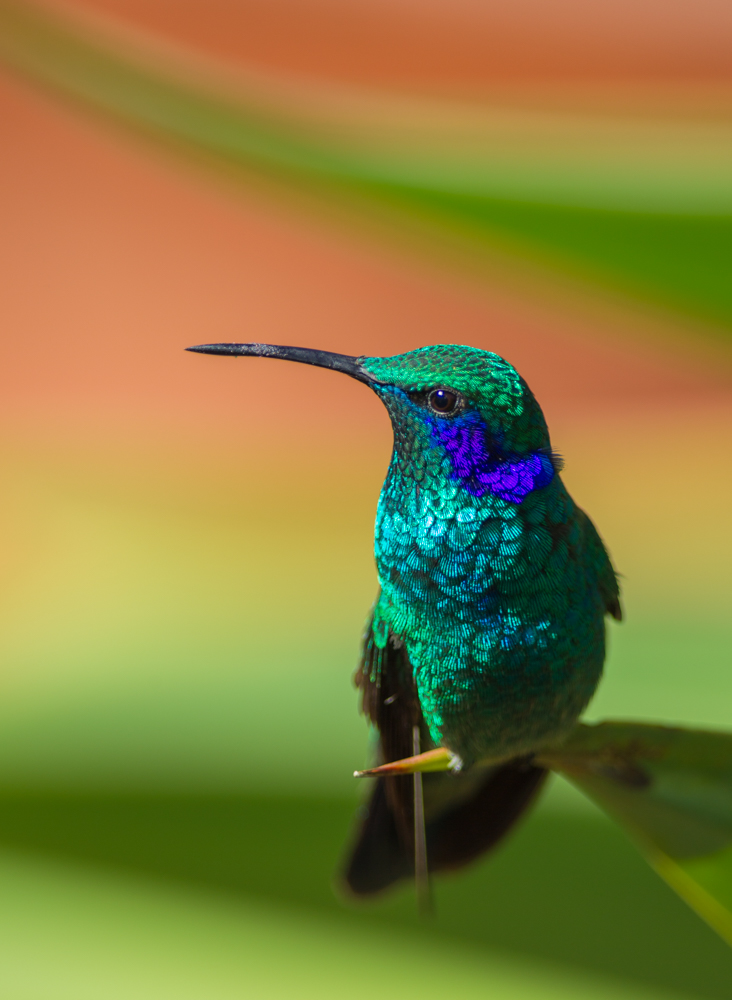 Kleiner Veilchenohrkolibri