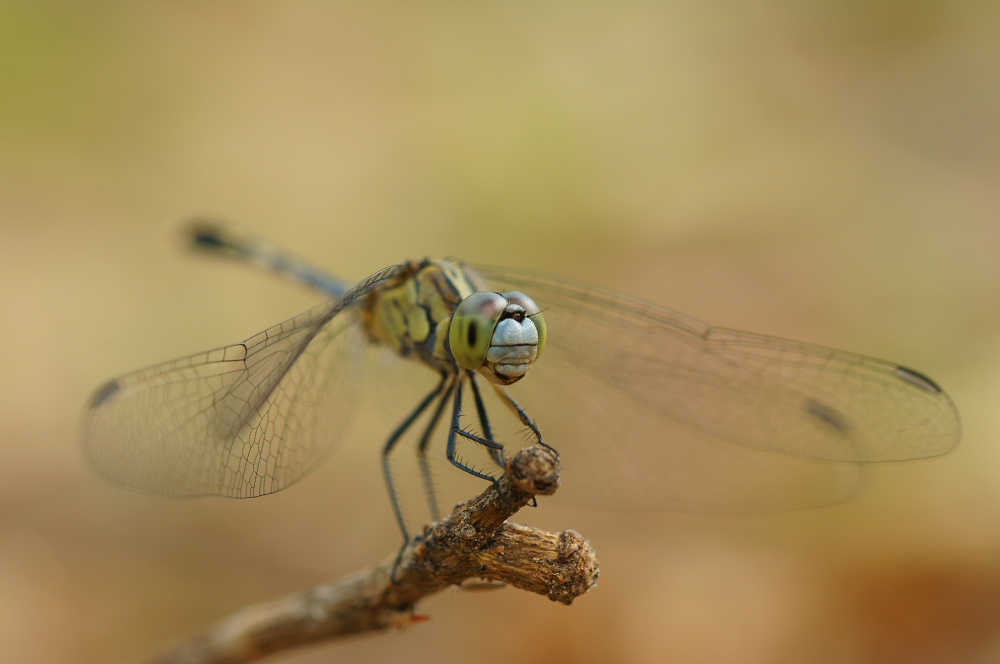 Großlibelle