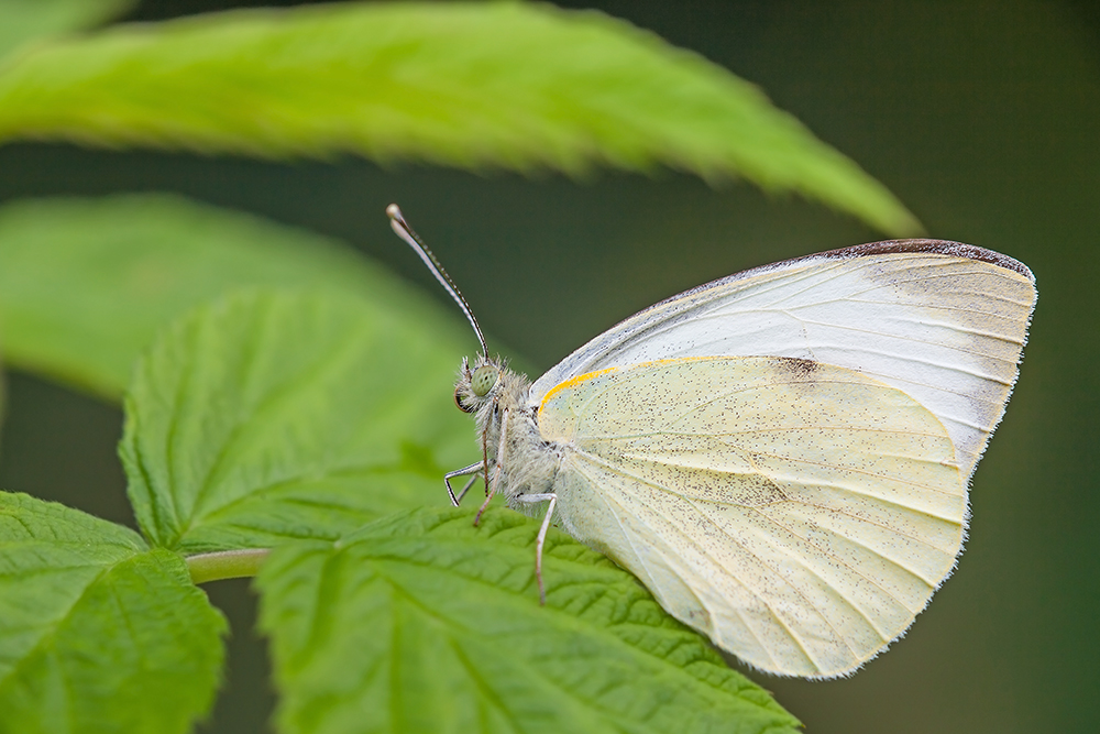 Weissling an Himbeere