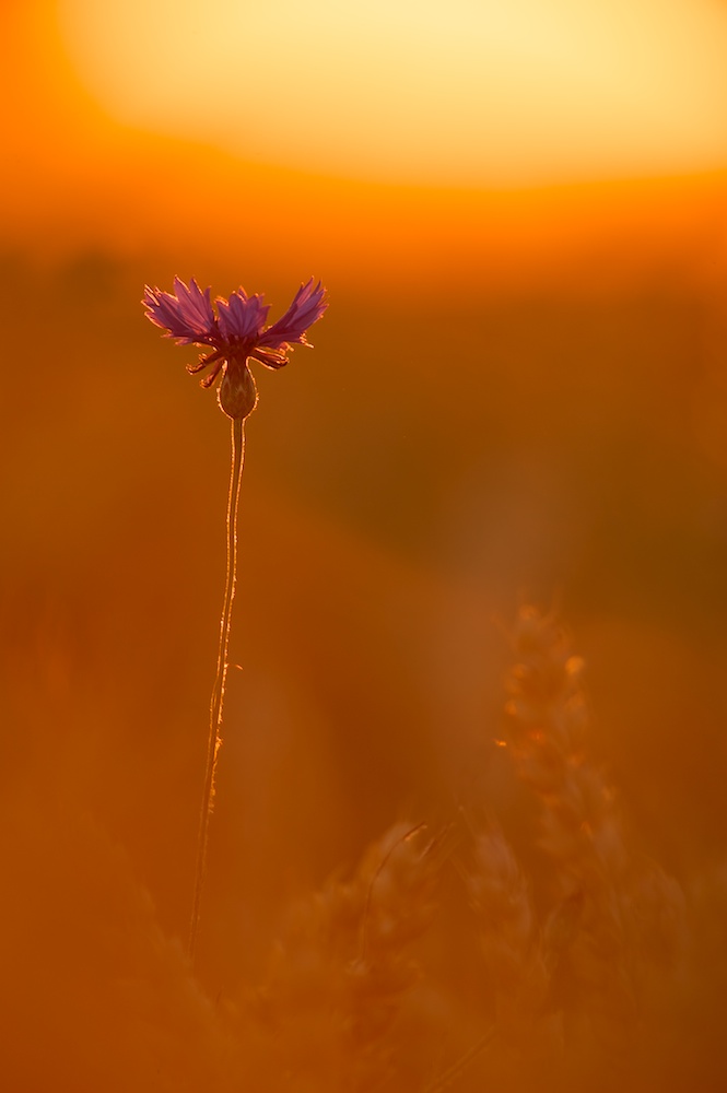 Kornblume