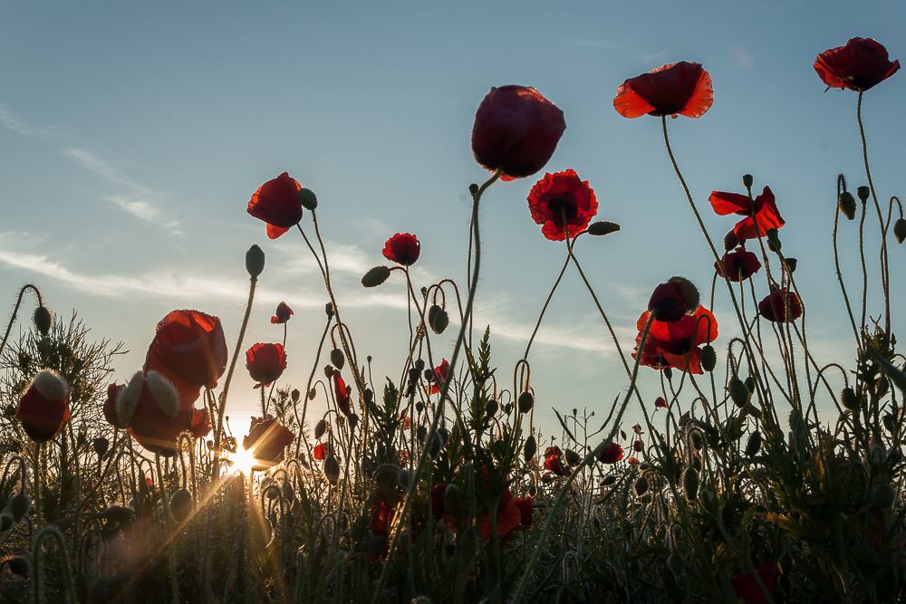 Mohn im Morgenlicht