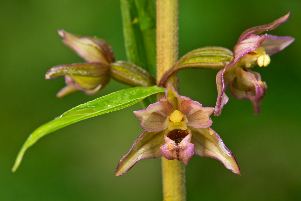 Nochmals Epipactis helleborine...
