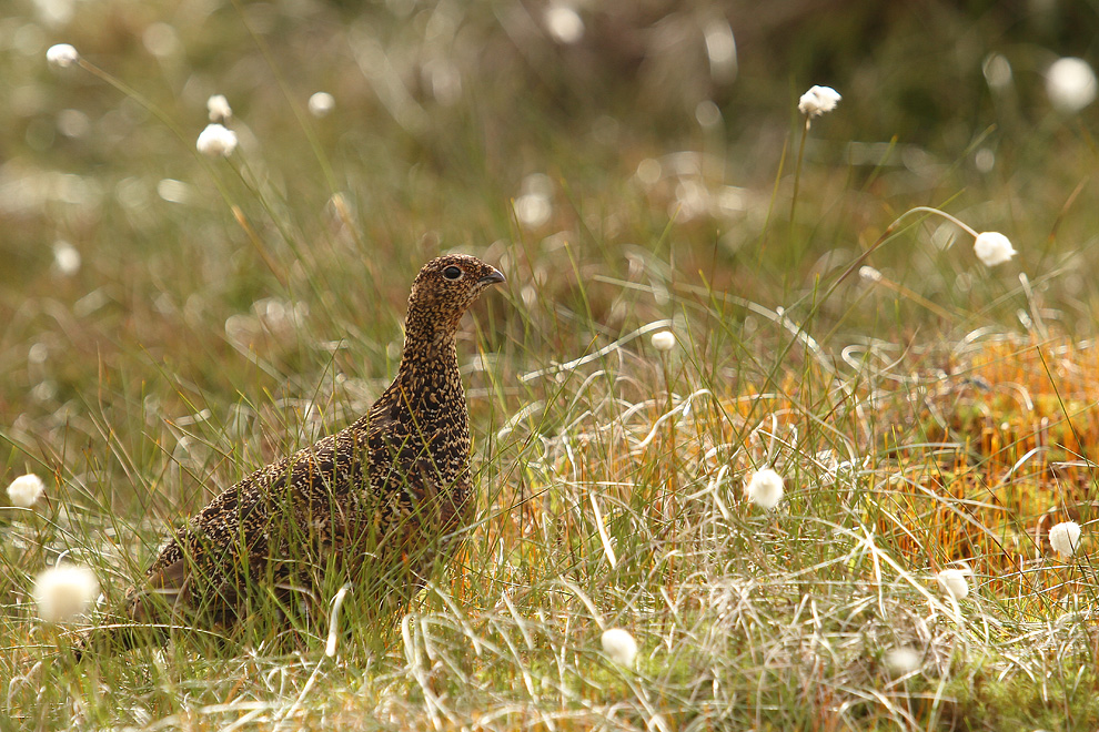 Red Grouse