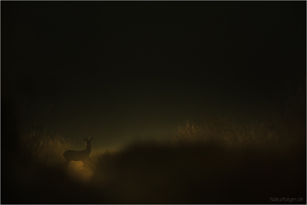 Erstes Licht