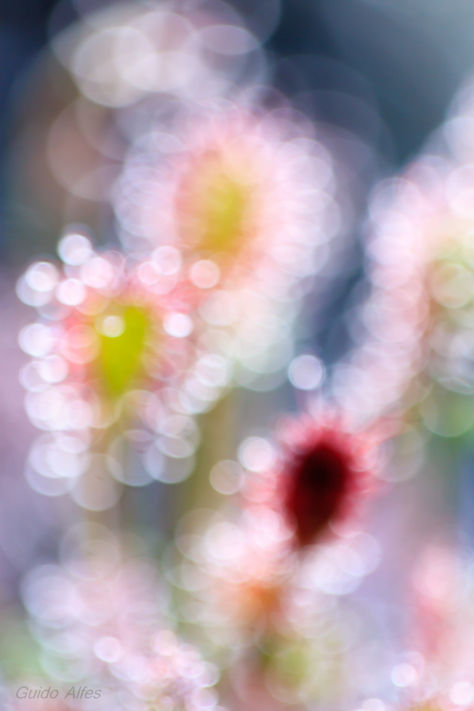 Drosera experimentalis