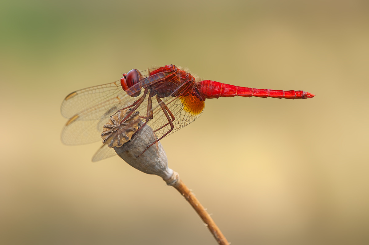 Scarlet Darter