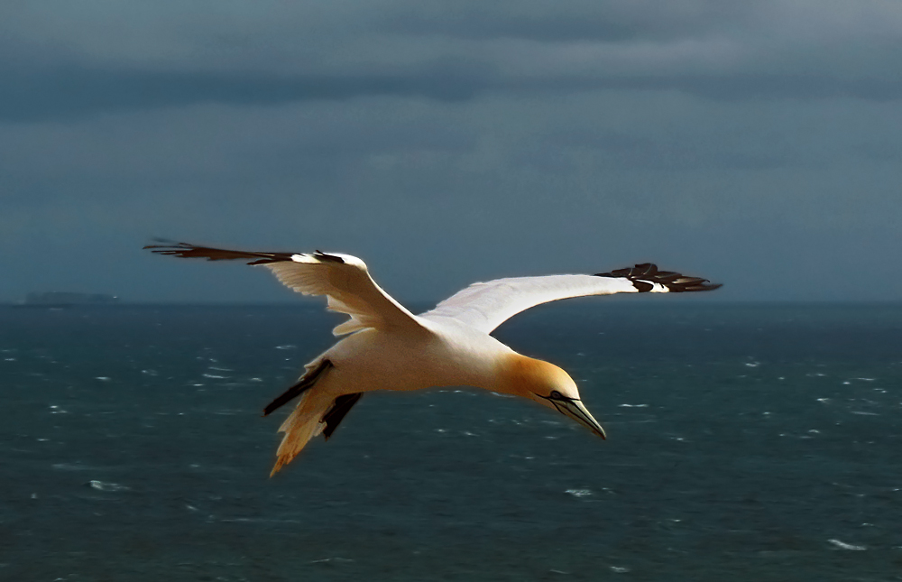 Vom Wind getragen